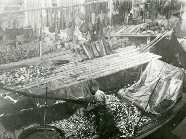 En man står i sin fiskebåt vilken är full av fångst.